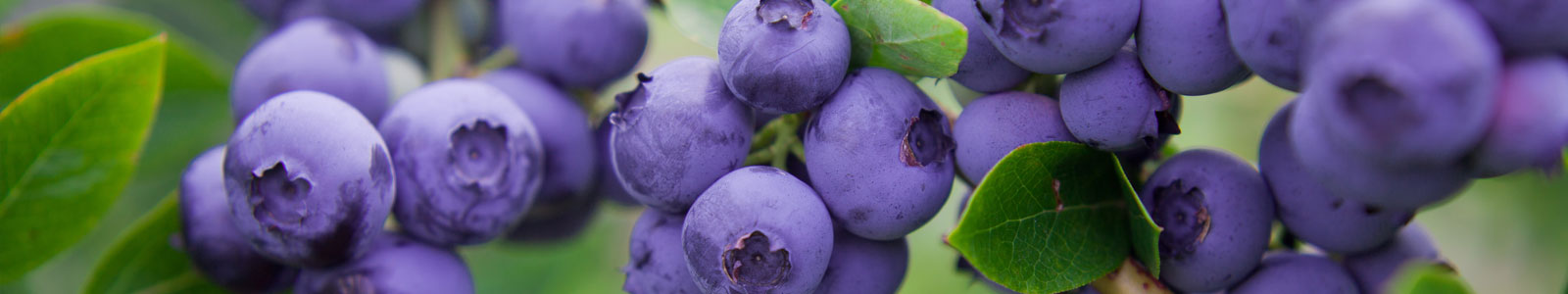 Blueberries page banner