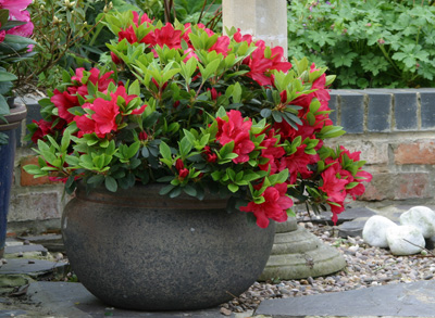 Getting the best from azaleas & rhododendrons | Garden World