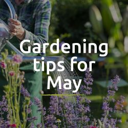 Tips for the garden - May